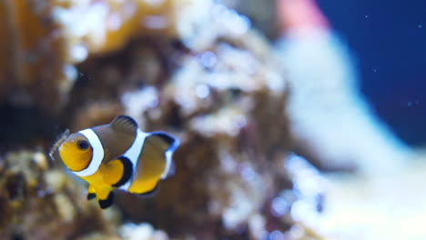 Close-shot-of-a-clownfish-eating